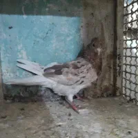 کبوتر رنگ