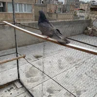 کبوتر سرور|پرنده|مشکین‌دشت, |دیوار