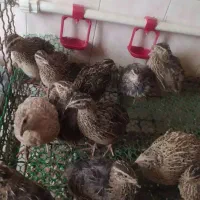 فروش بلدرچین