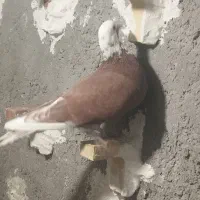 کبوتر|پرنده|کرمان, |دیوار