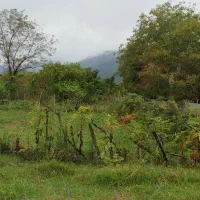 فروش زمین مسکونی با پروانه ساخت|فروش زمین و ملک کلنگی|شاندرمن, |دیوار