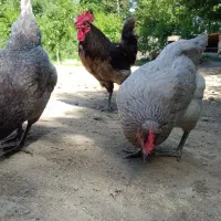 مرغ خروس طوسی ایسبار|حیوانات مزرعه|هشتگرد, تهران دشت|دیوار