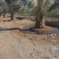 مفقودی شناسنامه