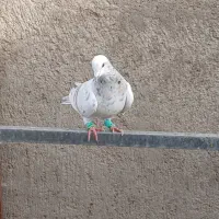 کبوتر