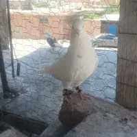 کبوتر