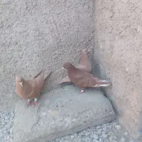 کفتر