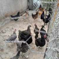 جوجه خروس ومرغ محلی