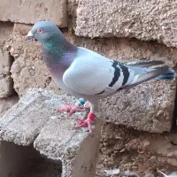 کبوتر پلاکی عراقی