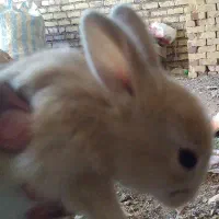 خرگوش شهرستان تایباد