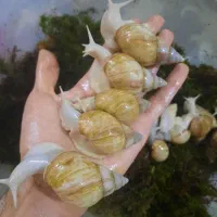 پرورش حلزون|خزنده|پارسآباد, |دیوار