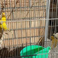 پرنده|پرنده|پیر بکران, |دیوار