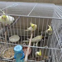 جوجه عروس هلندی|پرنده|مشهد, وکیل‌آباد|دیوار
