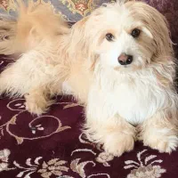 سگ ماده برای جفت گیری میخوام