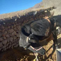 گاو|حیوانات مزرعه|لردگان, |دیوار