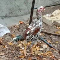 خروسلاری|حیوانات مزرعه|صائین قلعه, |دیوار