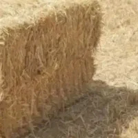 فروش بسته بندی پرس گندم آبی