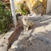 واگذاری سگ شناسنامه دار