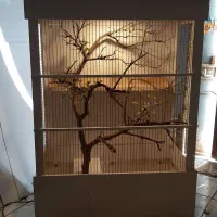 قفس حرفه ای طوطی و عروس و کاسکو