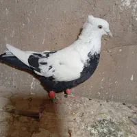 ۴ تا رنگی پرشی|پرنده|تاکستان, |دیوار