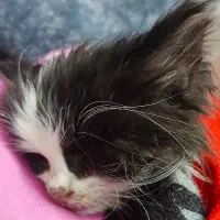 واگذاری رایگان گربه پرشین تاکسیدو