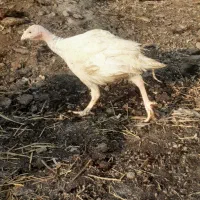 بیوتی۶۲ماهه|حیوانات مزرعه|گمیشان, |دیوار