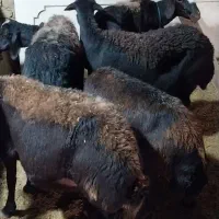 میش غزل ابستن جفتی