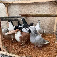 کفتر|پرنده|مشهد, مقدم|دیوار