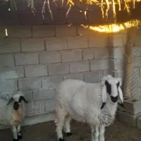 بره نر و یک میش چاق و چله|حیوانات مزرعه|زابل, |دیوار