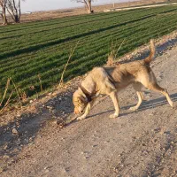 سگ ماده عراقی