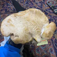 قارچ و والک کوهی