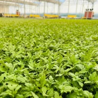 نشا3 گوجه گلخانه ای بادمجان قلم فلفل3تند|خدمات باغبانی و درختکاری|زابل, |دیوار