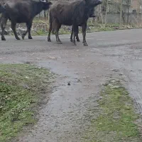 کود گاویی با قیمت توافقی