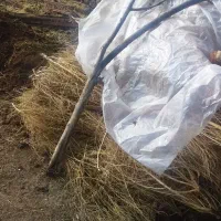 جارو|لوازم جانبی حیوانات|جلفا, |دیوار