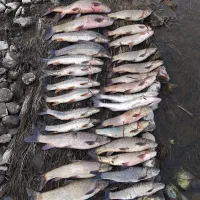 ماهی های آراز تازه