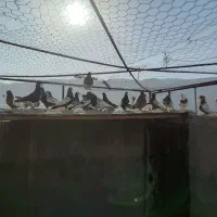 رنگی شهری پلاکی|پرنده|شیراز, جمال آباد|دیوار