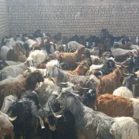 تعداد 100 عدد بزغاله فروشی|حیوانات مزرعه|ششطراز, |دیوار