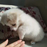 سگ پامر اشپیتز|سگ|صدرا-فارس, فاز ۱|دیوار