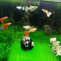 ماهی گوپی خوش رنگ آماده زایمان|ماهی|قم, چهل اختران|دیوار