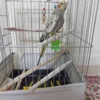 عروس هلندی نره آواز خوان