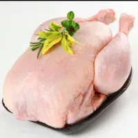 مرغ گوشتی  زنده مرغ سبز(ارگانیک)