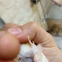 قناری ماده آماده جفت تاتی بده با نرمعاوضه|پرنده|تهران, هفت حوض|دیوار