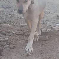 توله نر دهن پاک