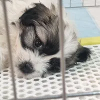 ۲ماهه شیتزو