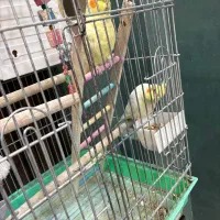 عروس هلندی لوتینو جفت سالم