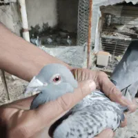 ماده سوسنی ونکی گم شده