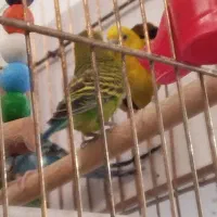 ۵ تا مرغ عشق نر وماده باقفس