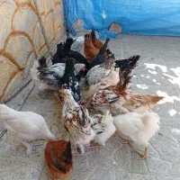 جوجه مرغ مهلی درجه یک