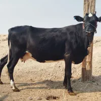 گاو خارجی ابستن شادگان|حیوانات مزرعه|شادگان, |دیوار