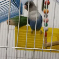 طوطی برزیلی