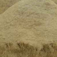 کاه گندم دیم